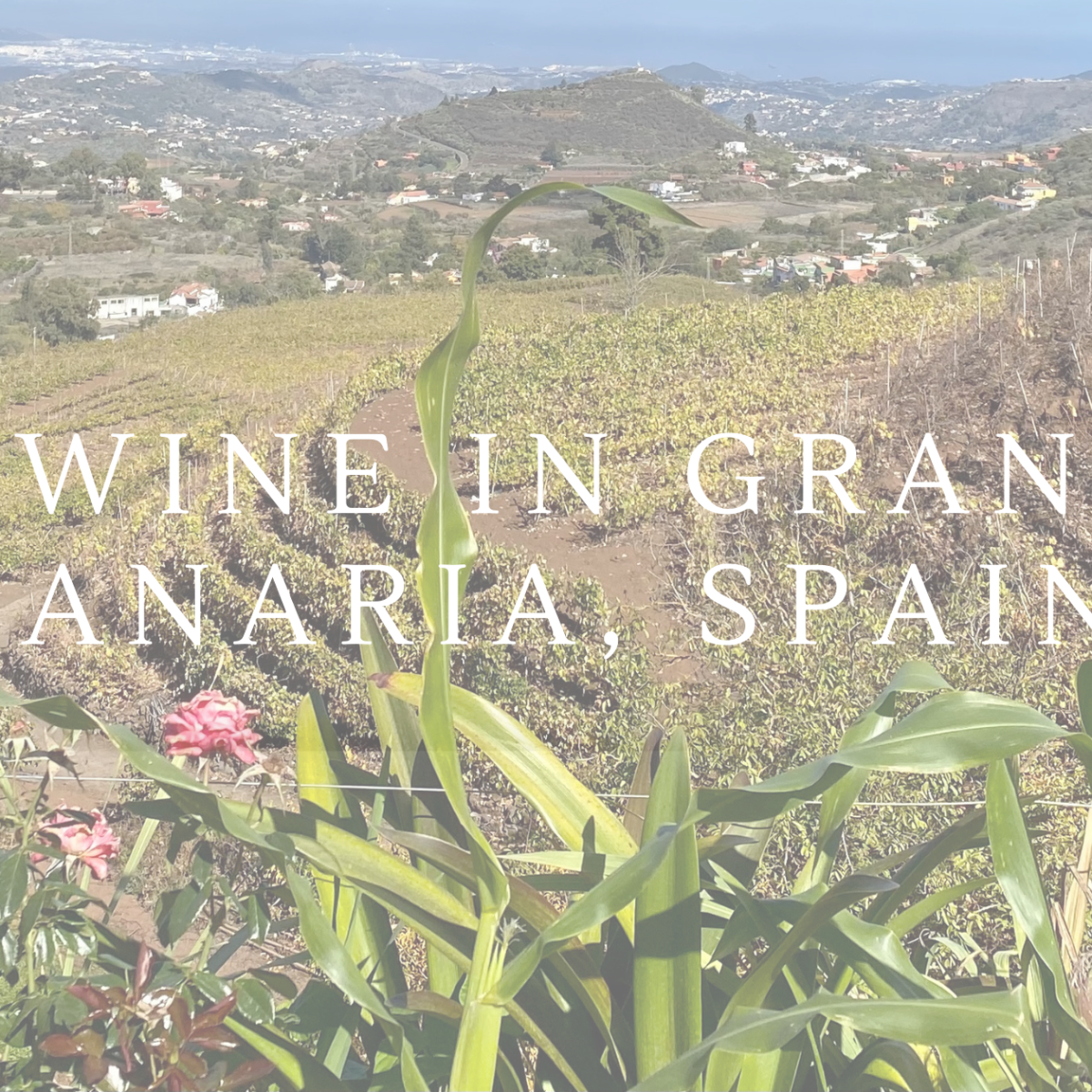 Wine Tourism in Gran Canaria Spain