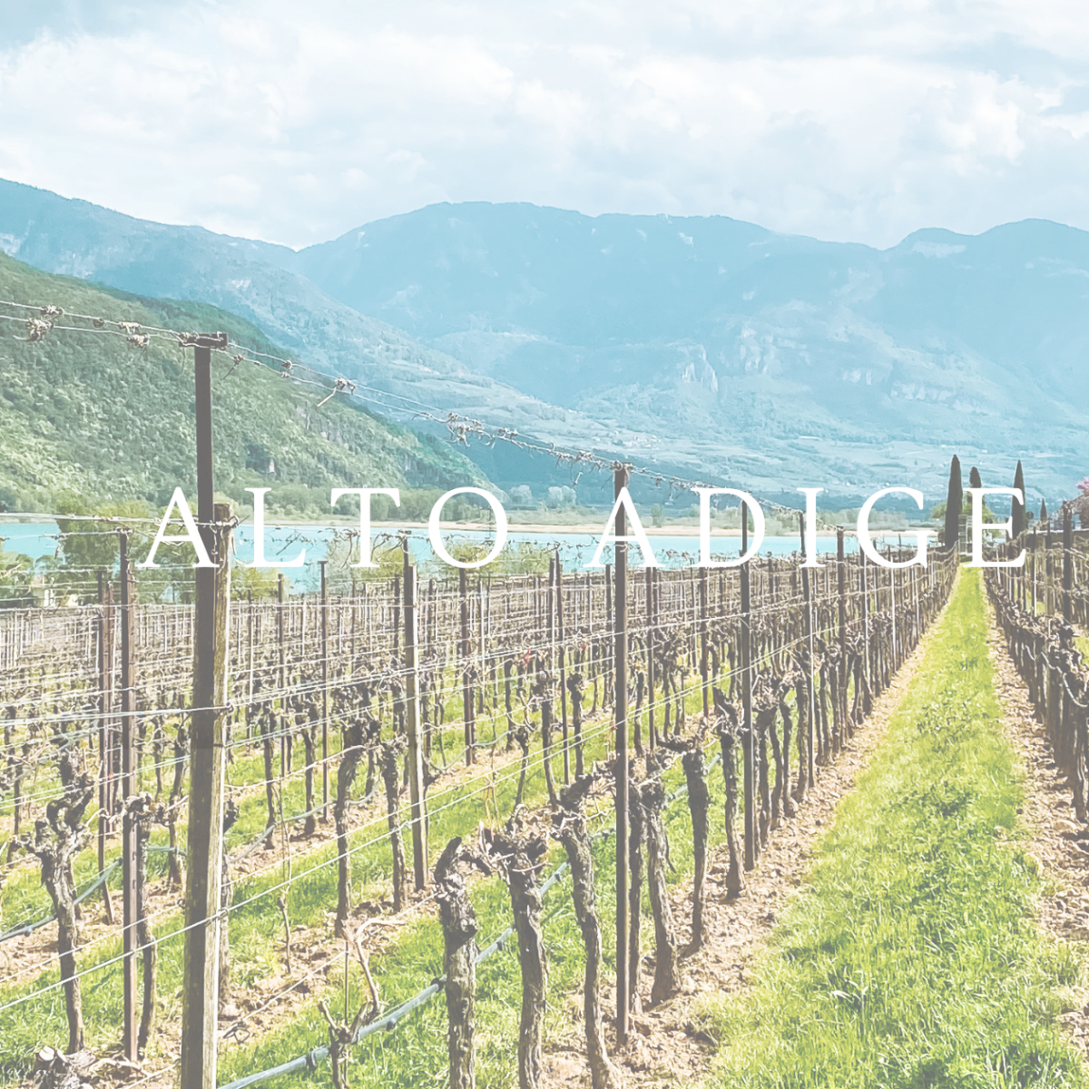4 Reasons Why Alto Adige Should be Your Next Wine Destination 