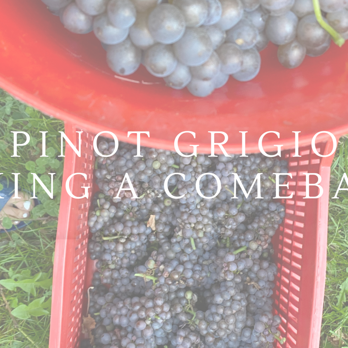 Pinot Grigio – The Comeback? 